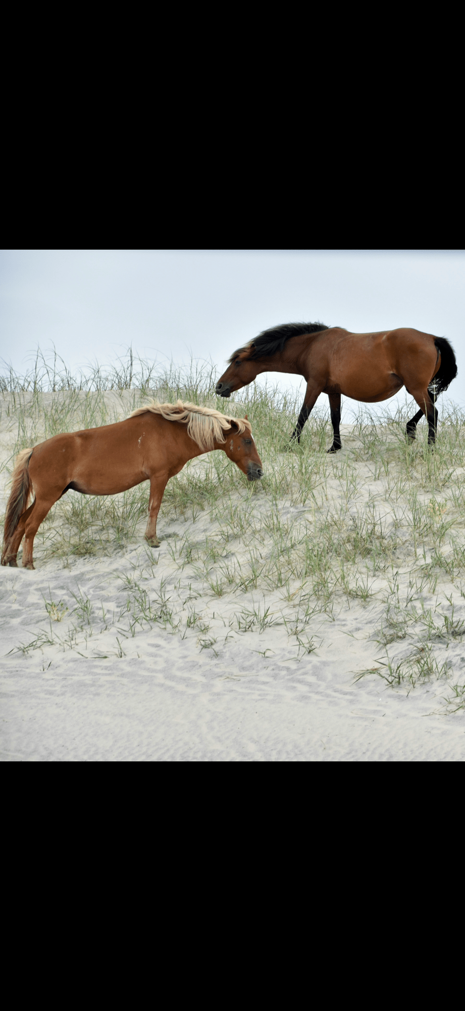 The North Carolina Beach Where Wild Horses Still Roam&nbsp;Free